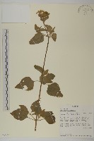 藏品(霍香薊)的圖片