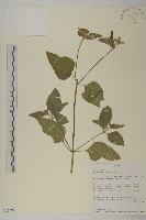 藏品(霍香薊)的圖片