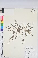 藏品(伏生大戟)的圖片