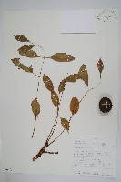 藏品(伯爾硬胡桃、酒樹)的圖片