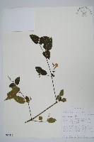 藏品(赤道櫻草)的圖片