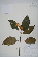 藏品(白燭蘆莉)的圖片