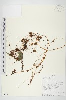 藏品()的圖片