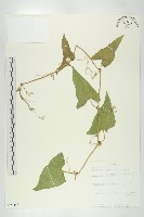 藏品(天花)的圖片