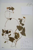 藏品(黑眼花)的圖片