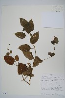 藏品(赤道櫻草)的圖片