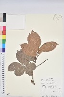 藏品()的圖片