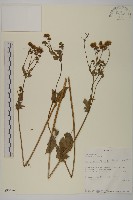 藏品(白花鬼針)的圖片