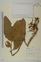 藏品(翼果風車子、紅球風車子)的圖片