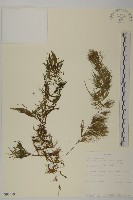 藏品(貧角金魚藻)的圖片