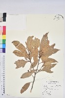 藏品(三斗石櫟)的圖片