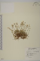 藏品(玉山卷耳)的圖片