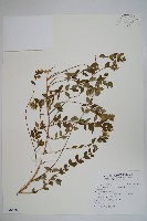 藏品(臺灣糯米條)的圖片