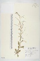 藏品(玉山筷子芥)的圖片