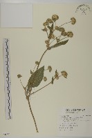 藏品(地膽草、毛蓮菜)的圖片