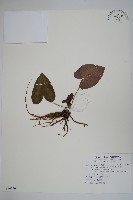 藏品(大花細辛、馬蹄香)的圖片