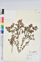 藏品(細葉杜鵑、南湖杜鵑、志佳陽杜鵑)的圖片