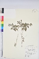 藏品(紫斑大戟)的圖片