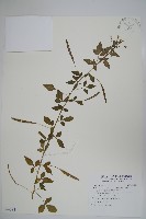 藏品(平伏莖白花菜、成功白花菜)的圖片
