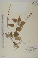 藏品(阿里山鬼督郵)的圖片