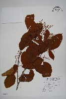 藏品(厚殼樹)的圖片