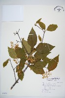 藏品(呂宋莢迷)的圖片