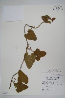 藏品(大葉馬兜鈴)的圖片