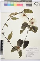藏品(亨利氏鐵線蓮)的圖片