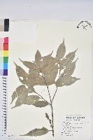 藏品(烏來柯、楒、淋漓)的圖片