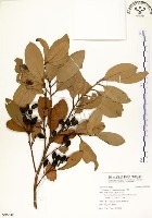 藏品(海南厚殼桂、土楠)的圖片