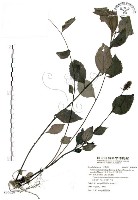 藏品(新竹腹水草)的圖片