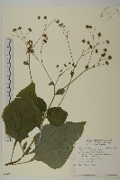 藏品(下田菊)的圖片