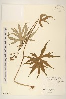 藏品(高山破傘菊)的圖片