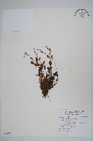 藏品(南湖附地草)的圖片