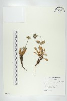 藏品(玉山山蘿蔔)的圖片