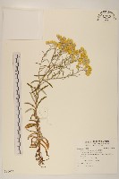 藏品(秋鼠麴草)的圖片