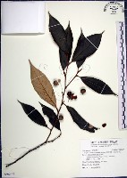 藏品(紅皮、葉下白、赤仔尾)的圖片