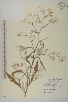 藏品(掃帚菊)的圖片