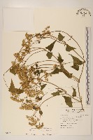 藏品(蔓澤蘭)的圖片