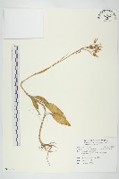 藏品(倒吊蓮、匙葉燈籠草)的圖片