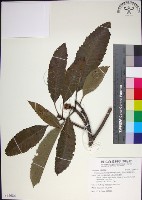 藏品(山枇杷、臺灣枇杷)的圖片