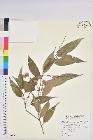 藏品(長尾尖葉櫧)的圖片