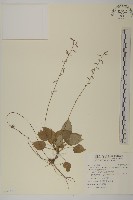 藏品(臺灣鬼督郵)的圖片