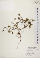 藏品(毛馬齒莧)的圖片