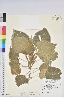 藏品(紅頭鐵莧、蘭嶼鐵莧)的圖片