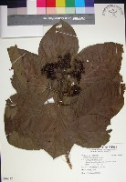 藏品(臭娘子)的圖片