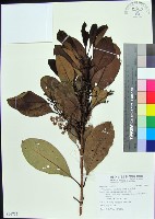 藏品(紅頭李欖)的圖片