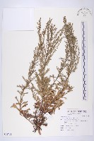 藏品(牡蒿)的圖片