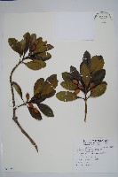 藏品(蘭嶼念珠藤)的圖片