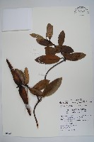 藏品(小錦蘭)的圖片